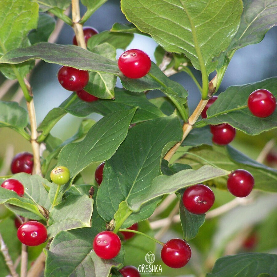 Seeds of Alpine honeysuckle (Lonicera alpigena) — 5 pcs