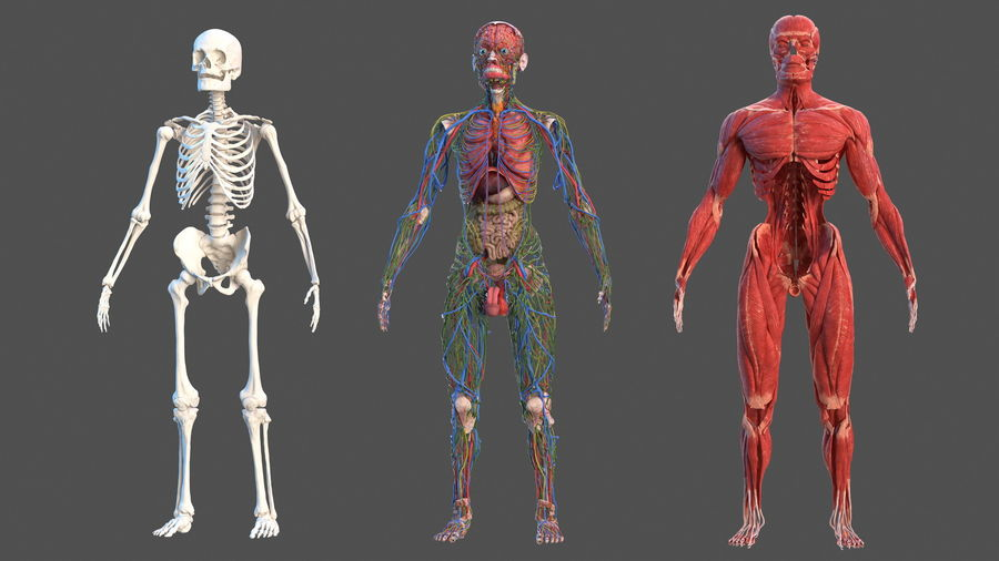 Easy anatomy полная. Тело персонажа. Организм персонаж. Стилизованная анатомия 3d.