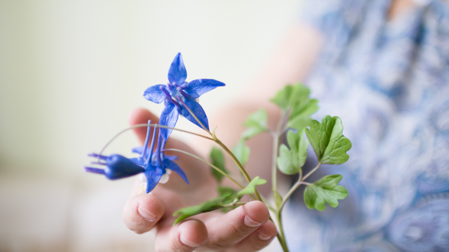 Видеоурок "Аквилегия"