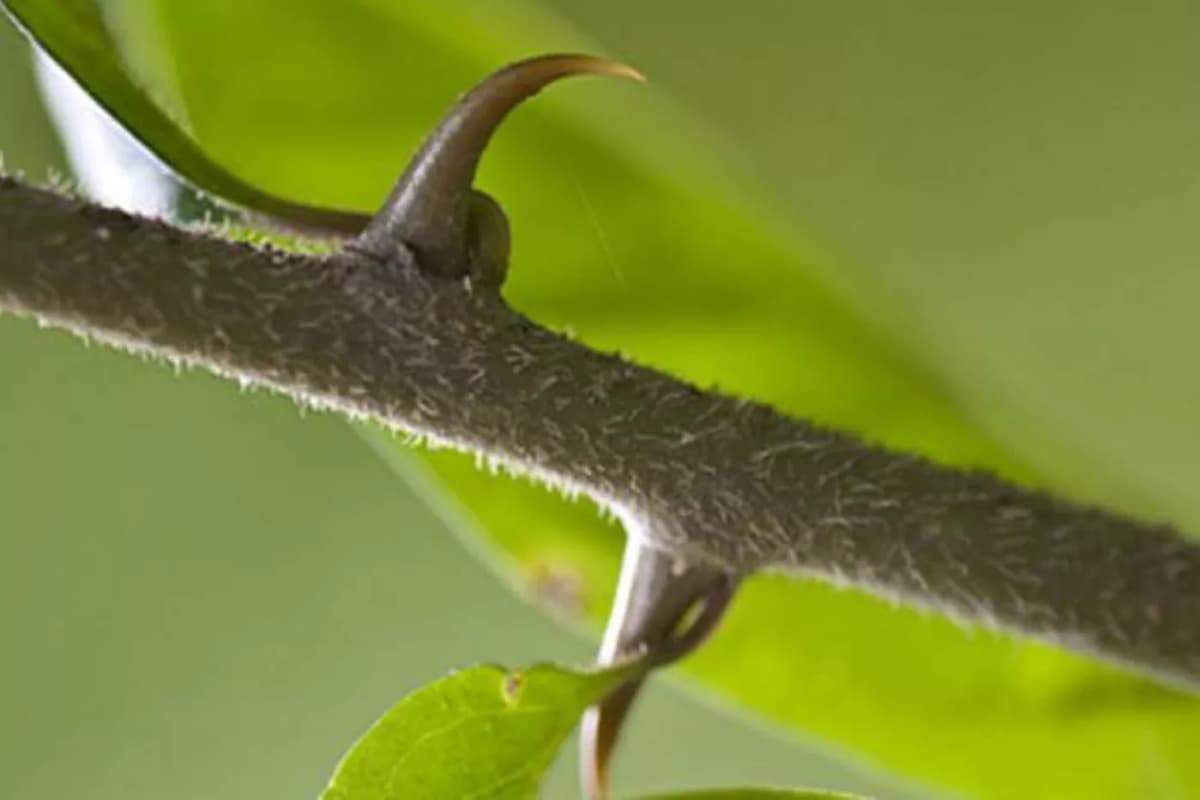 Ункария (Кошачий коготь) Ersag: польза, свойства, инструкция по ...