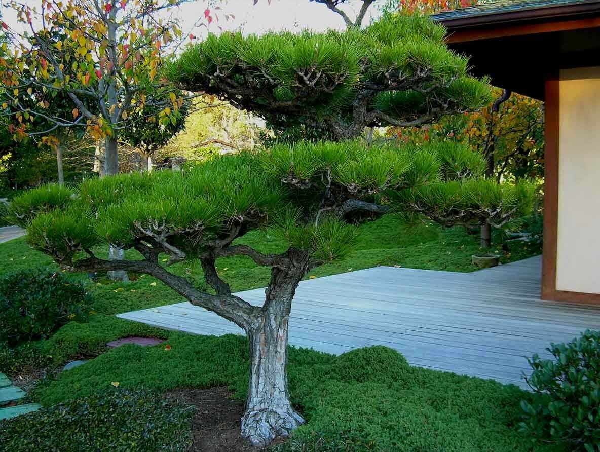 Сосна обыкновенная Эксклюзив (ниваки) Pinus Sylvestris Bonsai