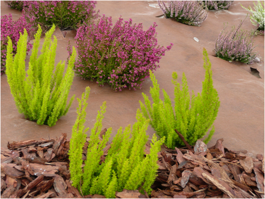 Применение тайпара