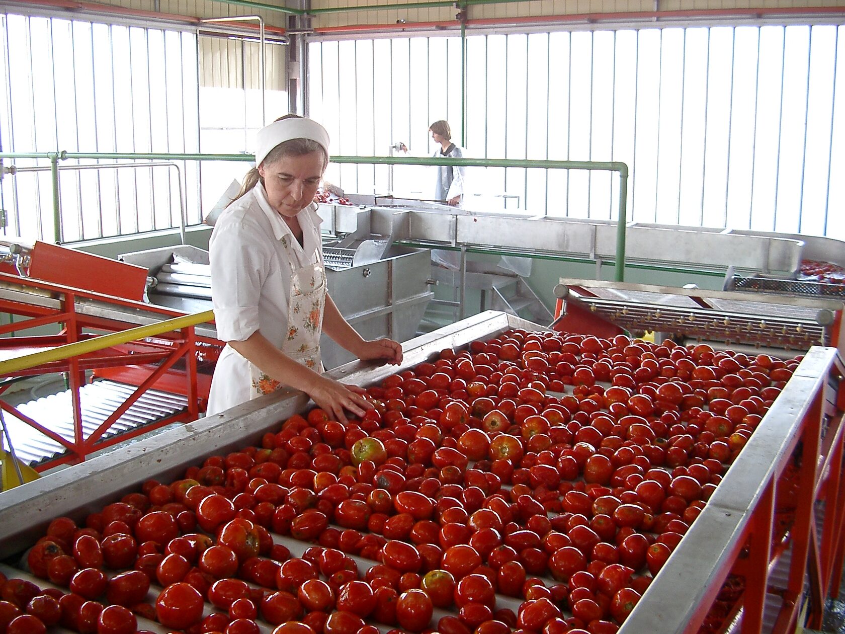 Продам выращенный. Консервный завод КБР. Станица Новоминская Краснодарский край консервный завод. Кубанский консервный комбинат завод. Кубань Кубаночка консервный завод.