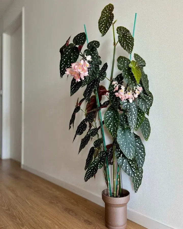 Potted plant on wooden shelf