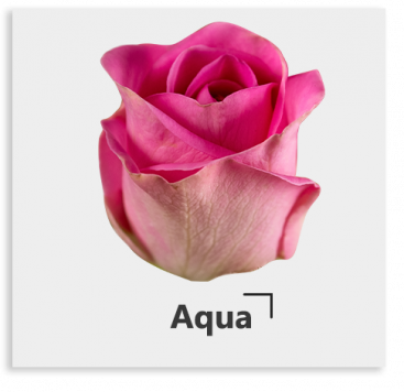 Ярко-розовая роза Aqua