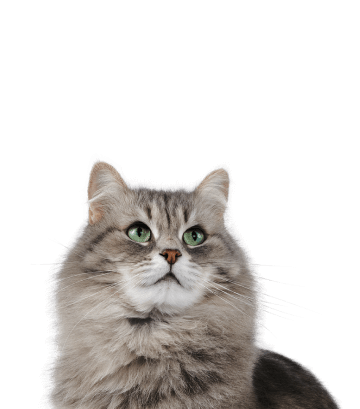 Ветеринарная клиника