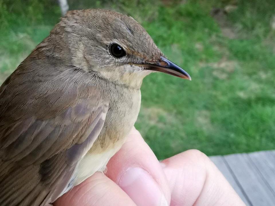 Станция кольцевания птиц «Байкальская» 