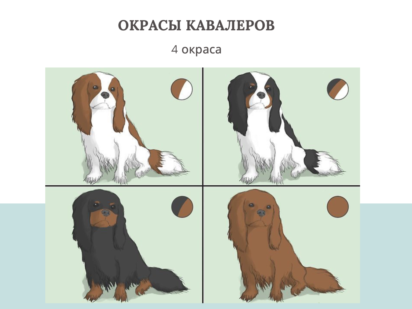 Отличие кавалера от кинга. Кавалер Кинг Чарльз спаниель Триколор. Кавалер Кинг Чарльз спаниель окрасы. Кавалер Кинг расцветки. Окрасы кавалер Кингов.