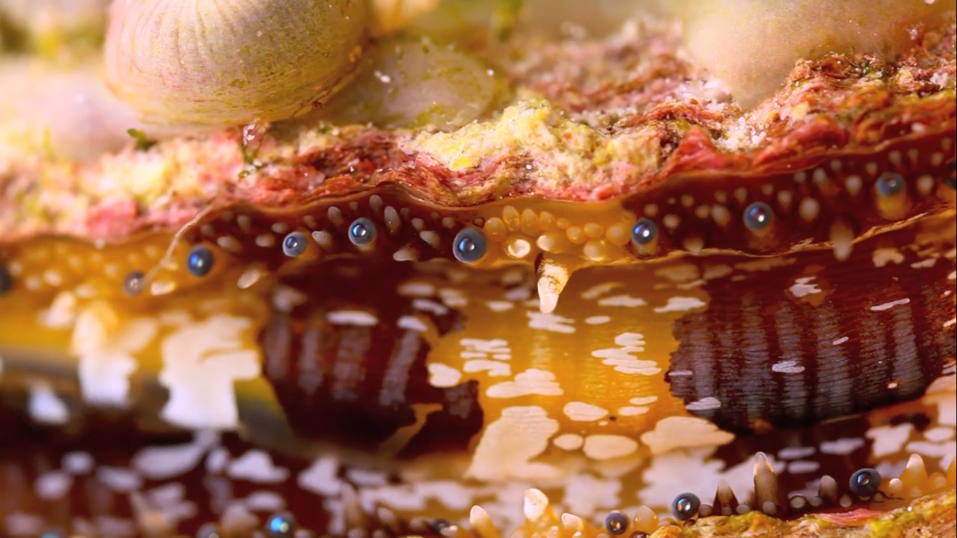 Глаза моллюска спондилюса. Кадр из фильма Oyster Vision от Coral Morphologic.