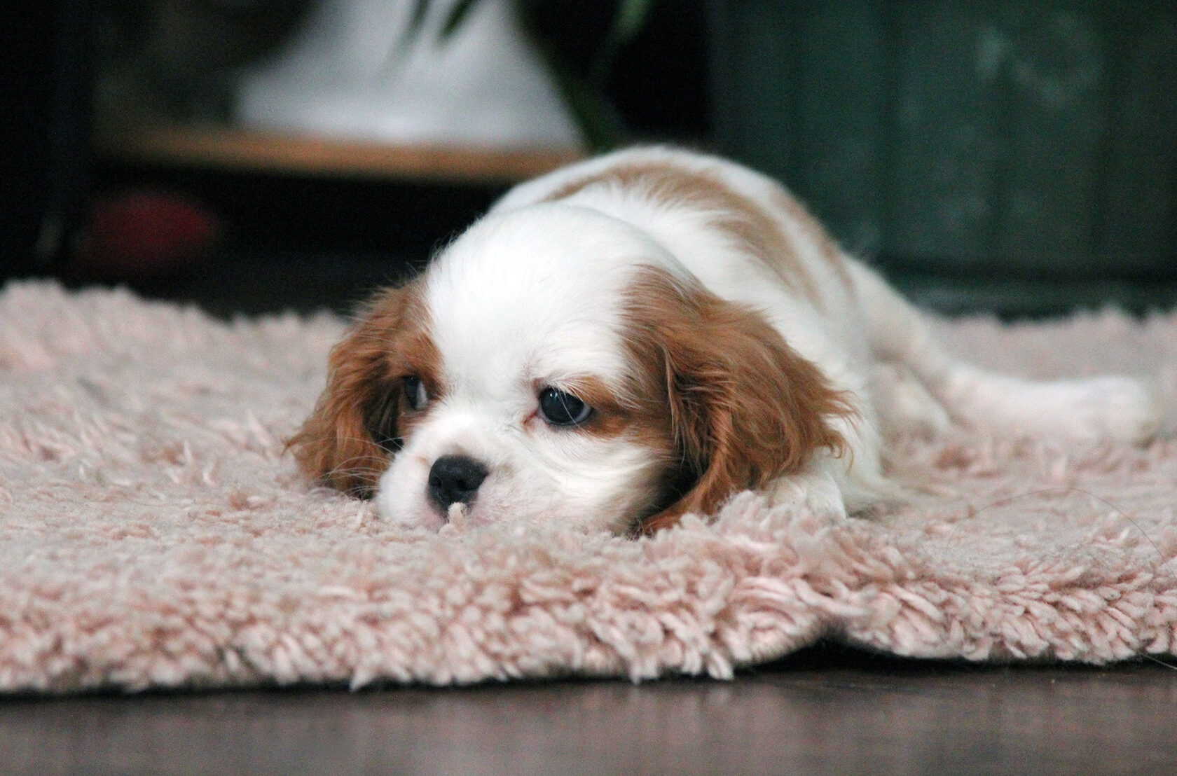 красивый щенок спаниель