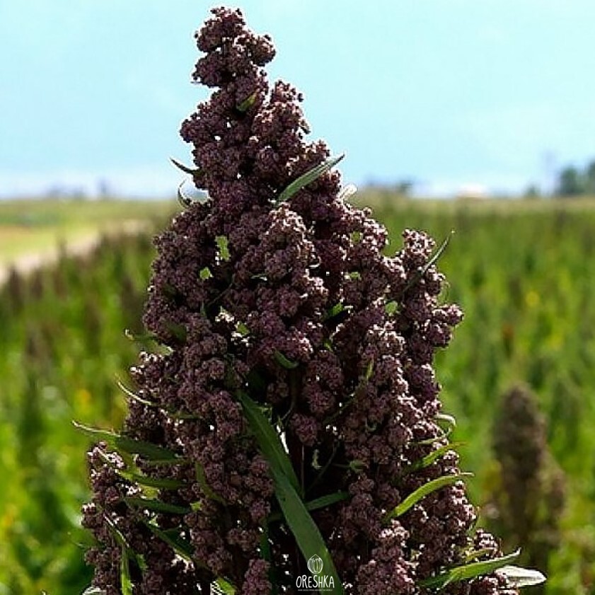 Seeds of Black Quinoa (Chenopodium quinoa) — 100 pcs