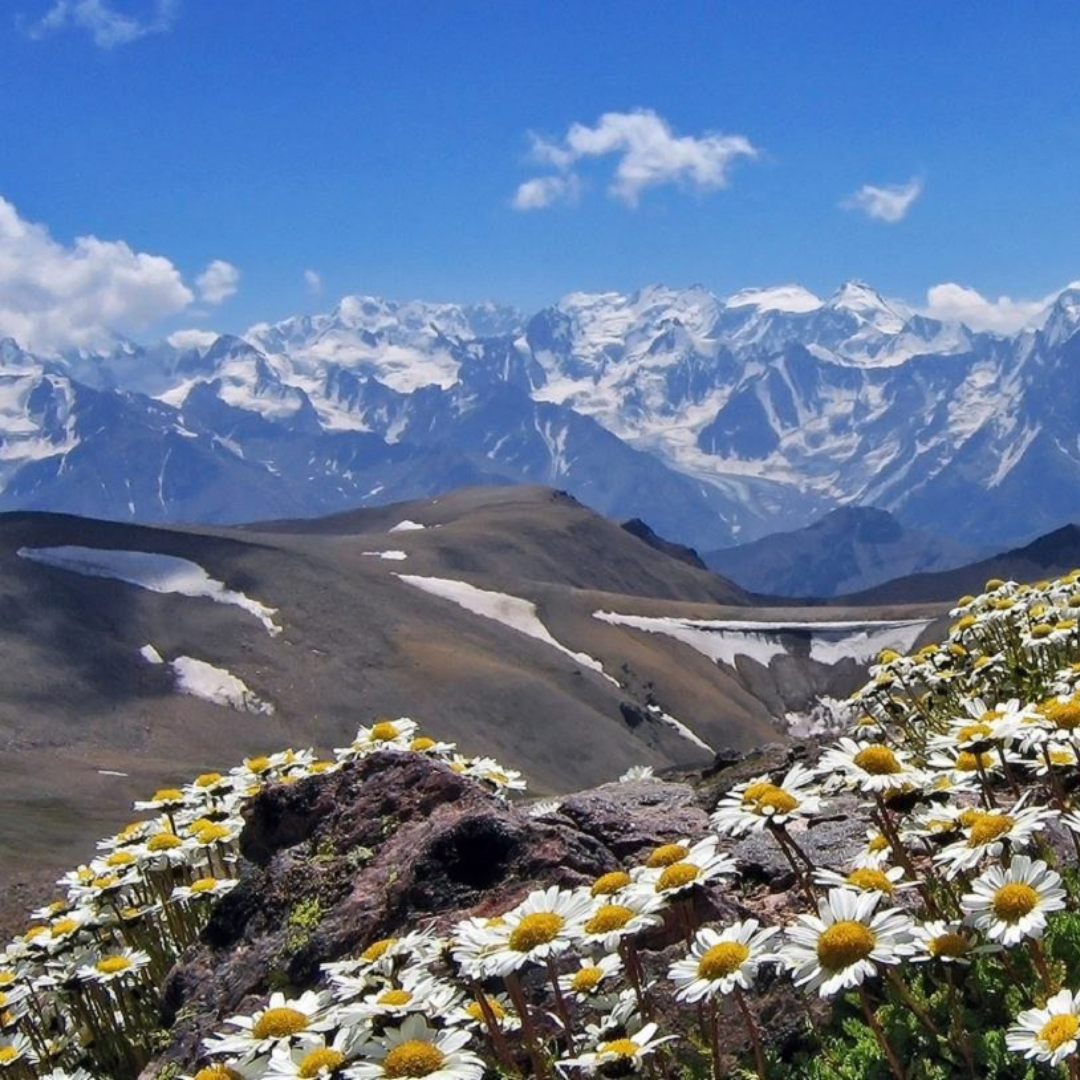 Та или иная страна будет. Национальный парк Алания. Нац парк Алания в Сев Осетии. Северная Осетия цветущие Альпийские Луга.
