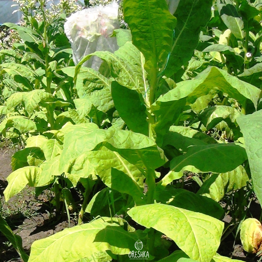 Seeds of Sumatra tobacco (Nicotiana tabacum) — 300 pcs