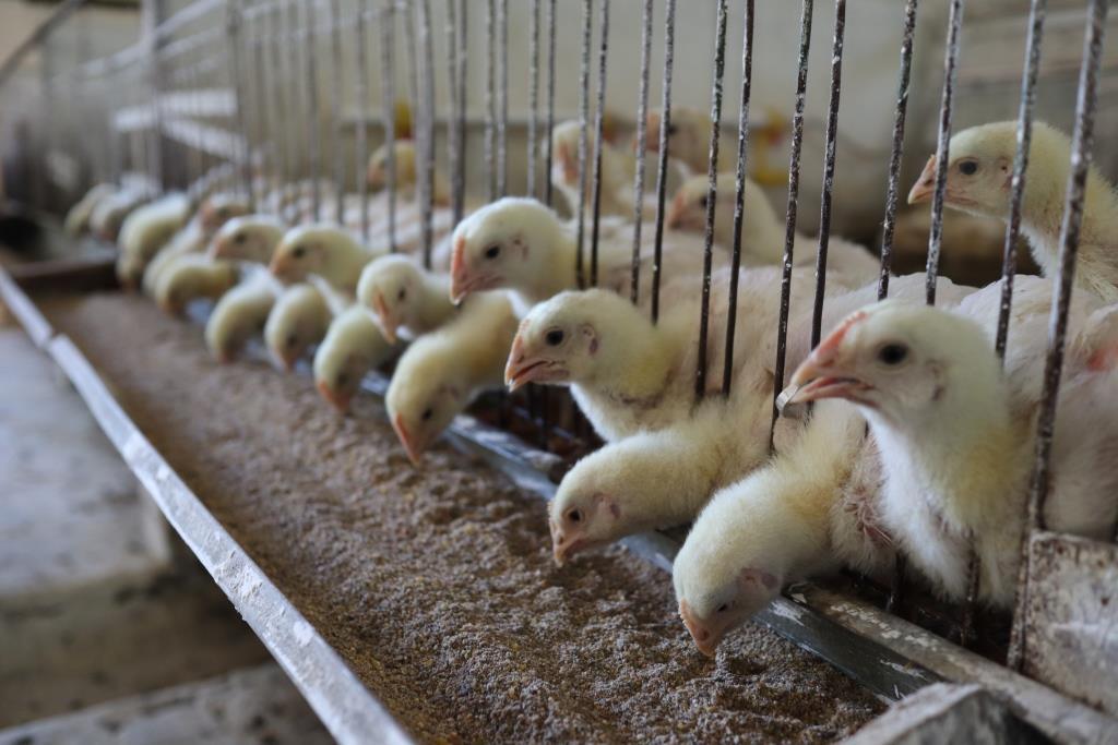 Выращивание сельскохозяйственной птицы