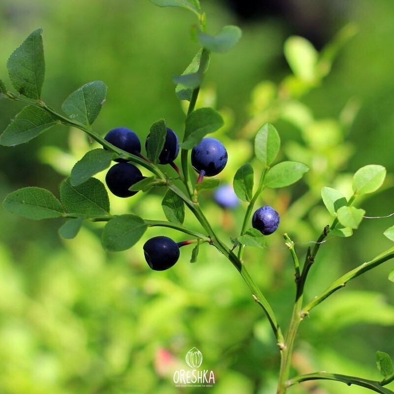 Seeds of Bilberry (Vaccinium myrtillus - 300 pcs