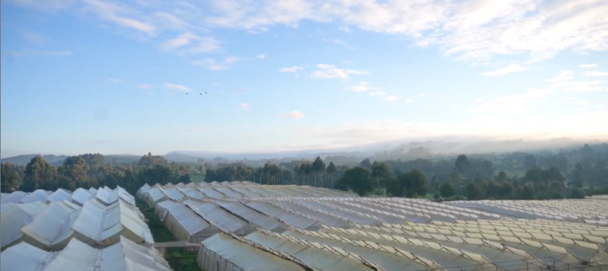 Плантация Baraka Roses