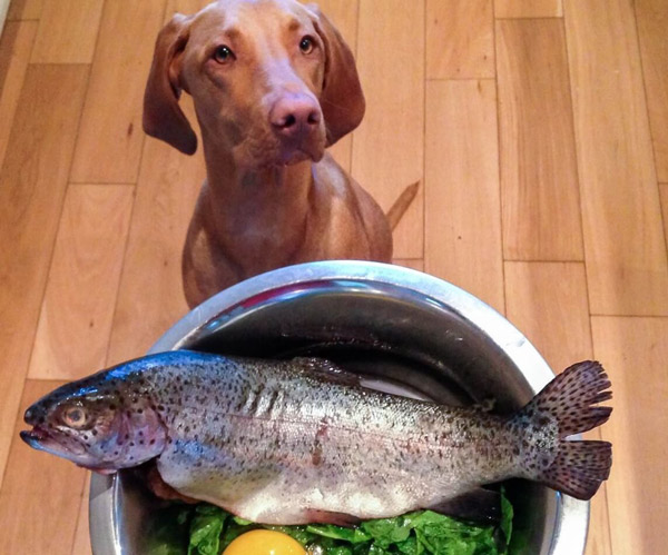 Как правильно готовить и подавать рыбу собаке?