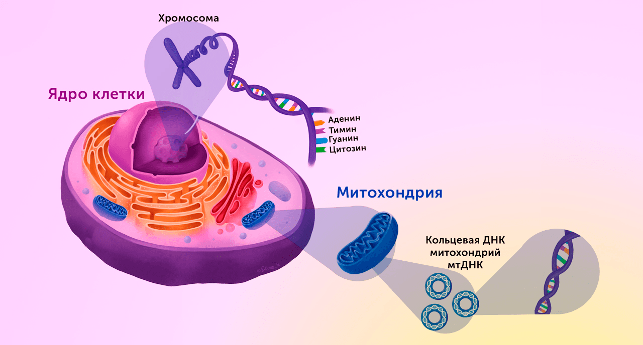 Клетка ядро днк. Хромосомы и митохондрии в ядре. ДНК В ядре клетки. ДНК митохондрий.