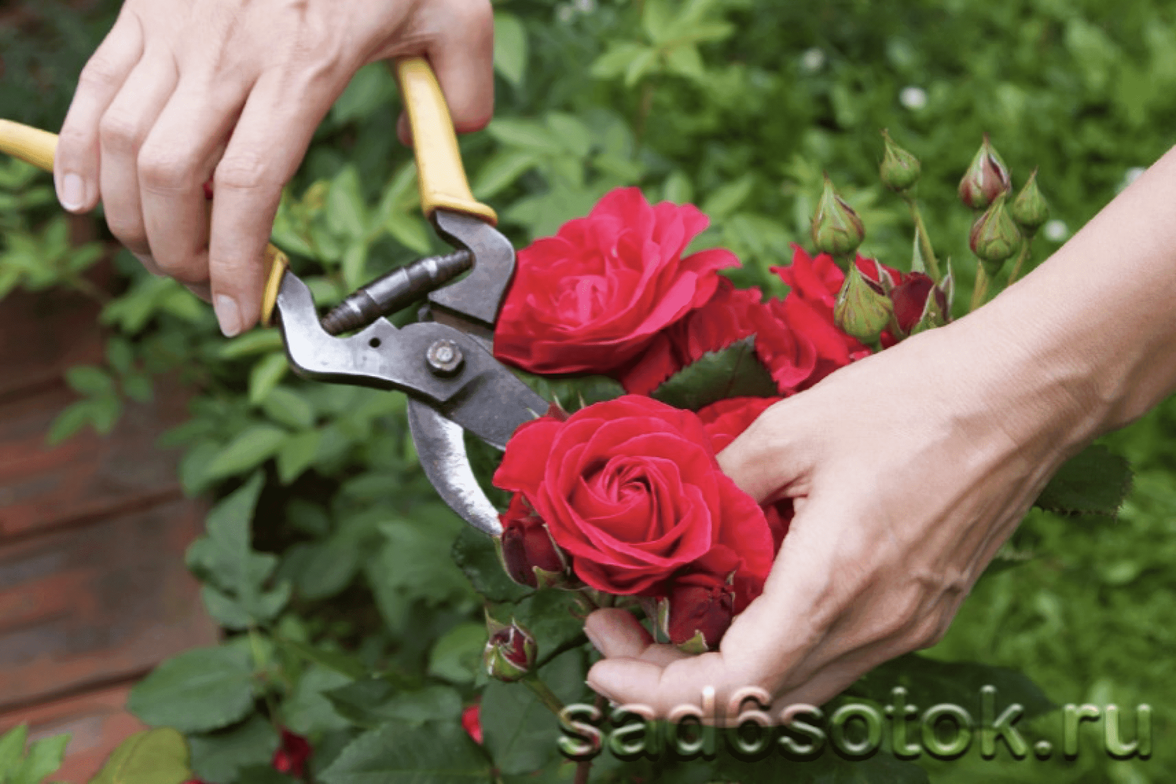 Розы обрезанные посадить