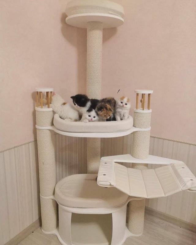 Купить когтеточку для кошки с лежанкой, домик в интернет-магазине от ...