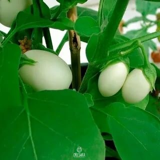 Условия для культивирования в закрытом грунте