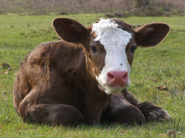 Как лечить понос у коровы