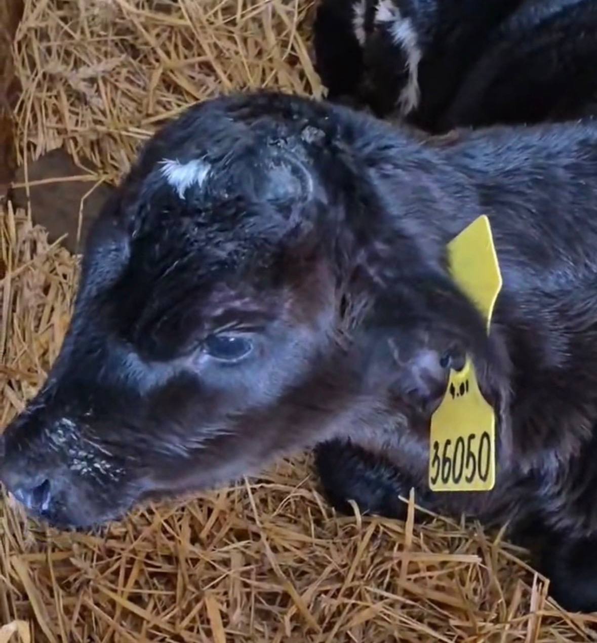 Первые признаки заболевания теленка