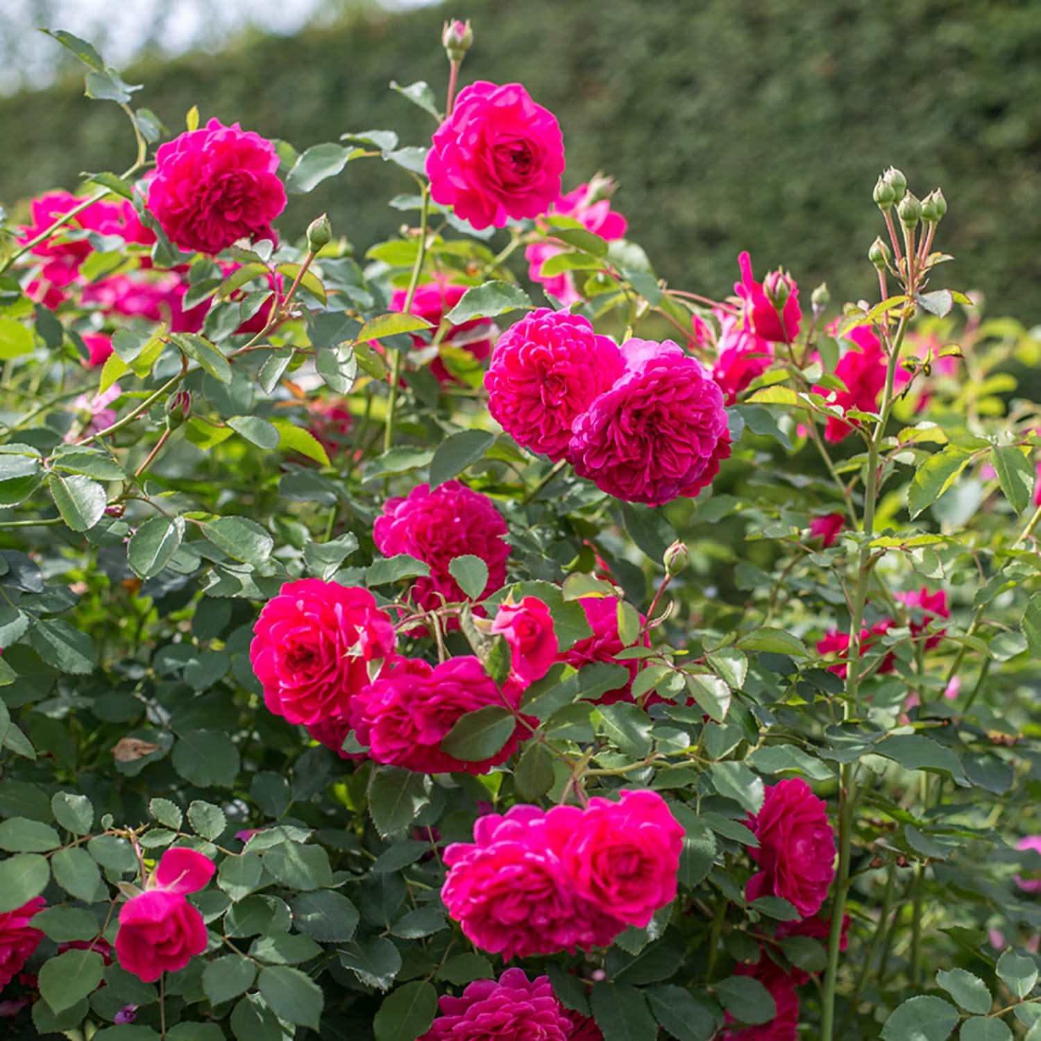 Rosa (роза) Sir John Betjeman