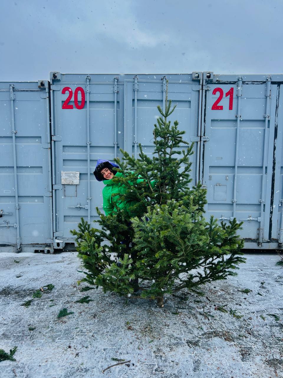 живая ель на елочном базаре 