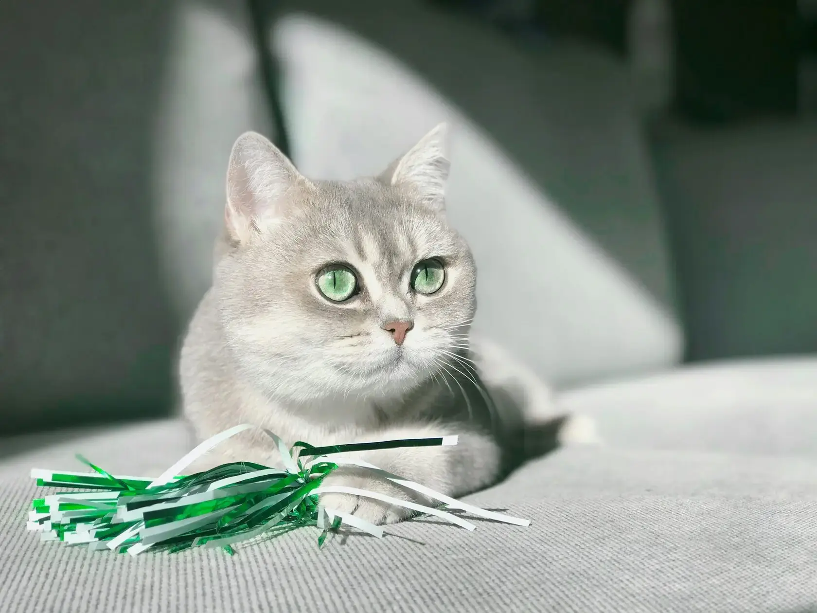 Кошка профилактика зубного камня