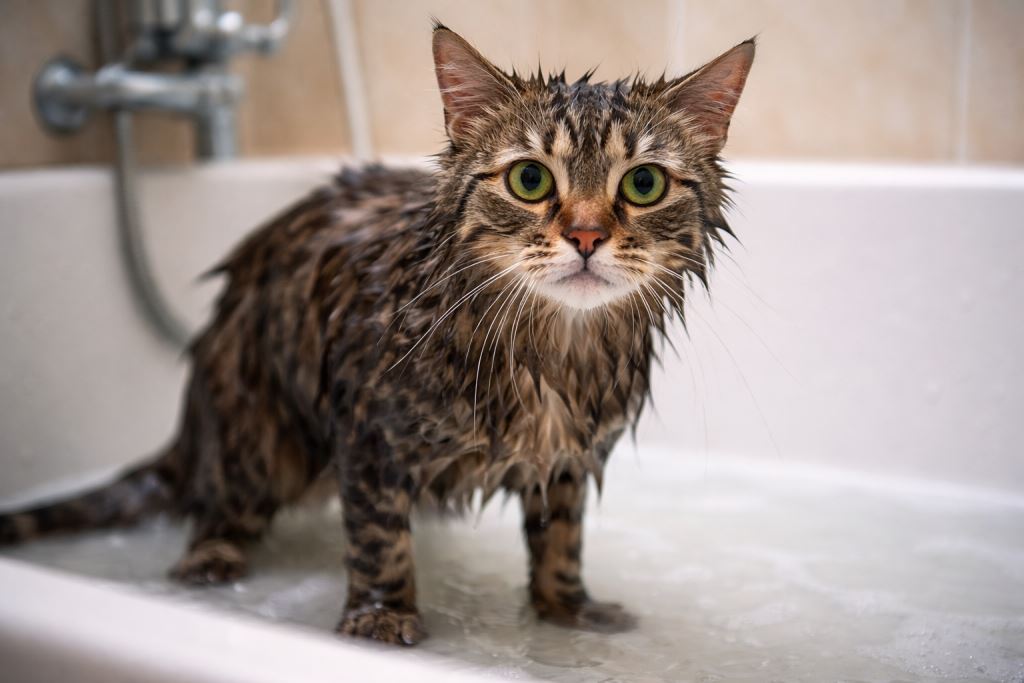 Почему кошки избегают воды