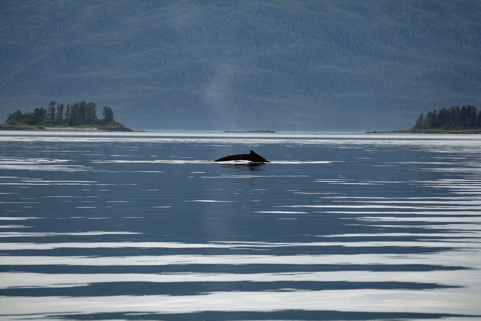 Alaska USA киты. Аляска кит