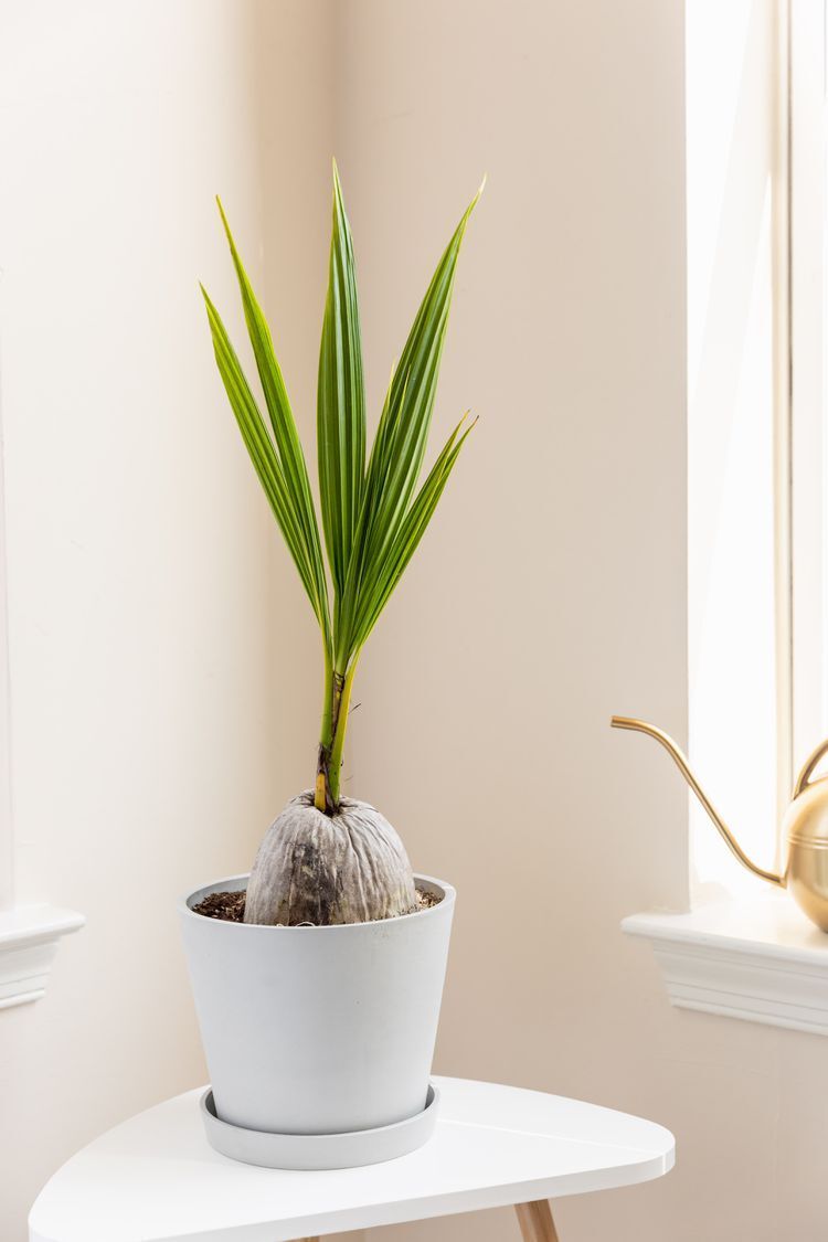 Succulent in ceramic pot