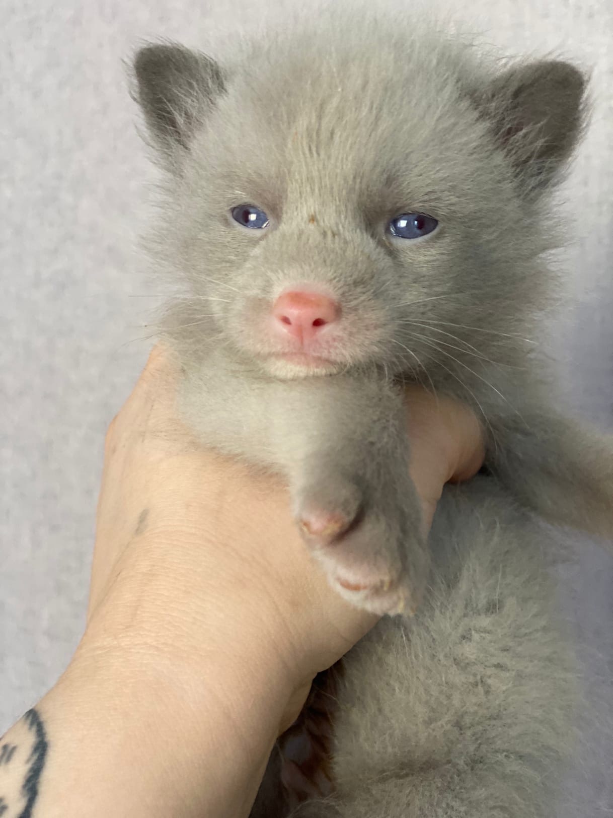 купить лису