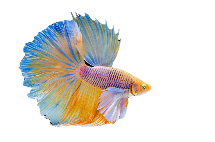 AquaMagic|Другие виды рыбок, аквариумные рыбки в интернет-магазин ...