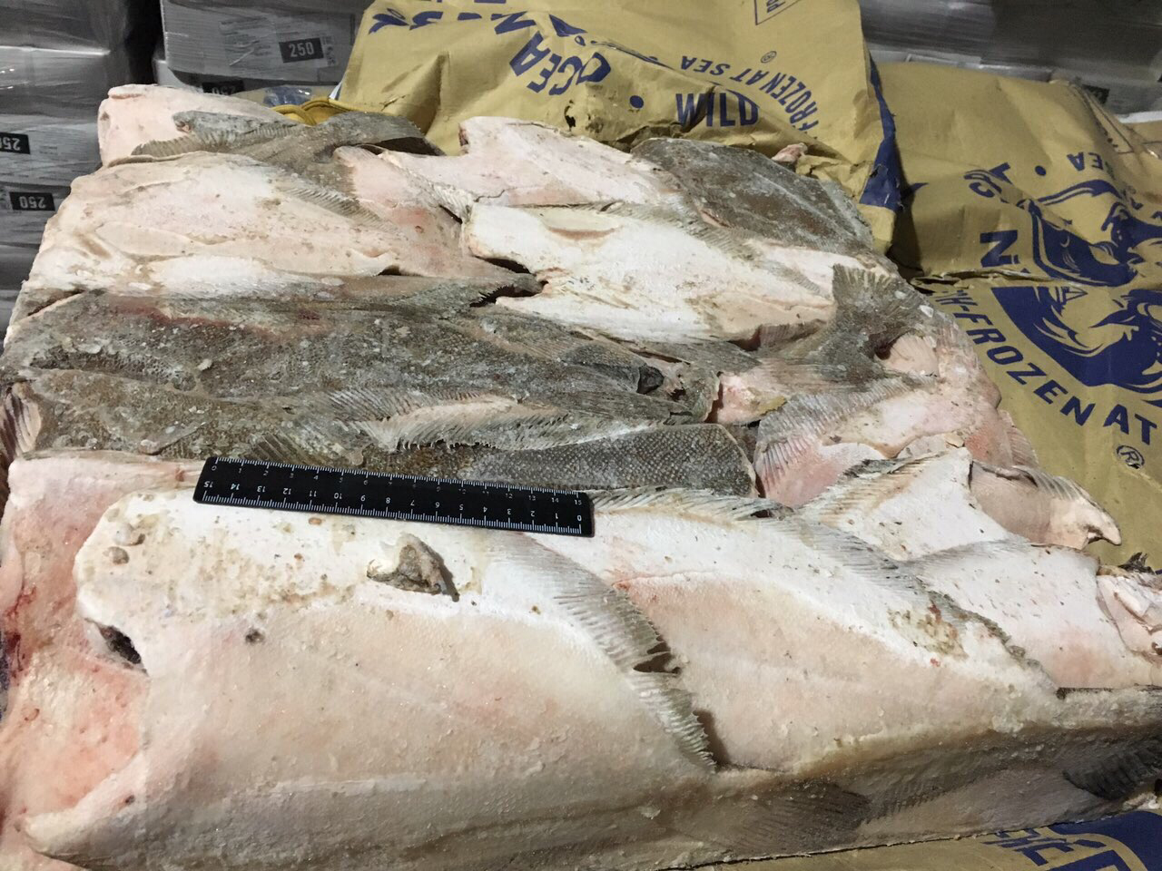 камбала-ерш август 2019