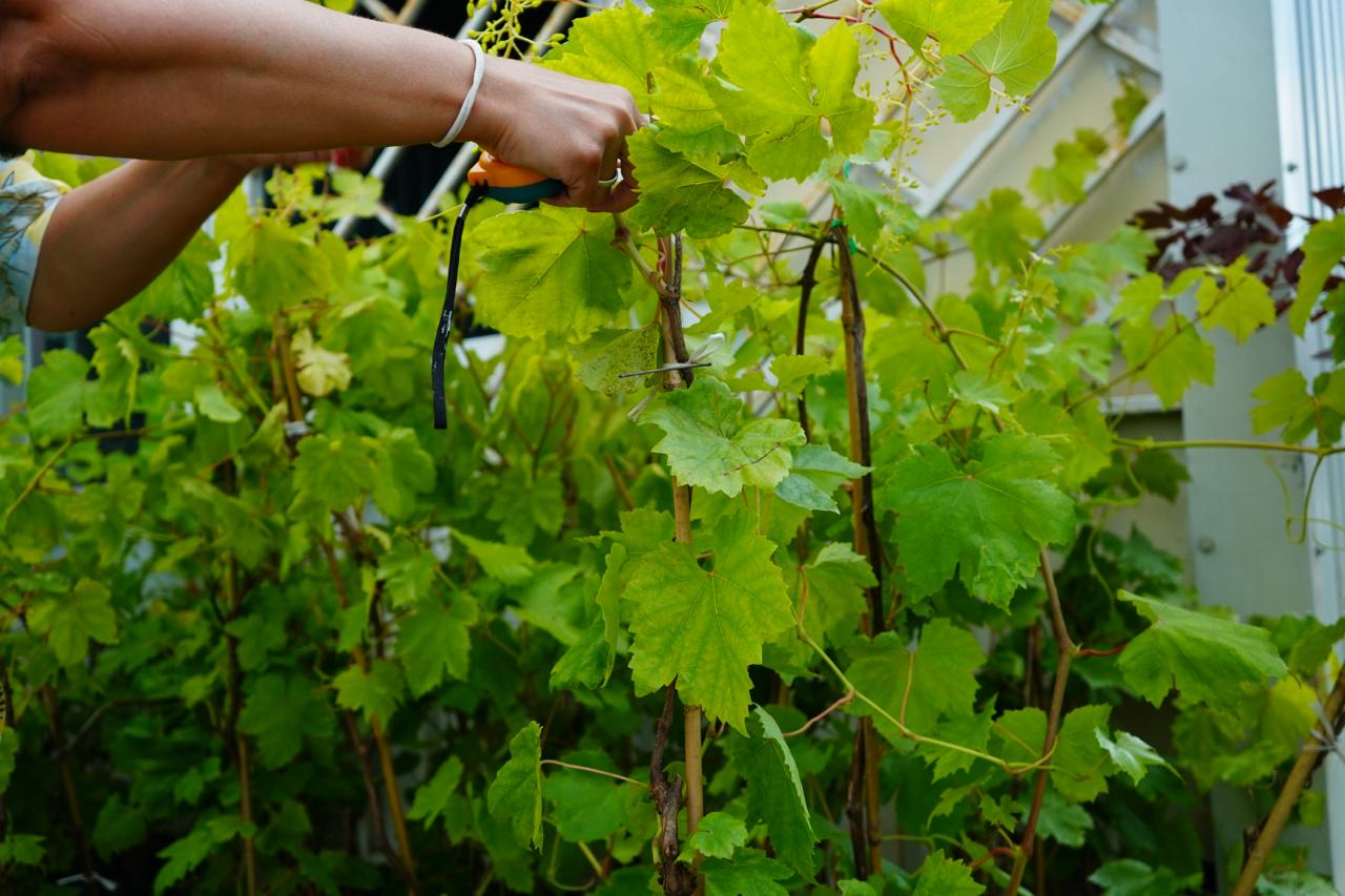 виноград саженцы 4 года