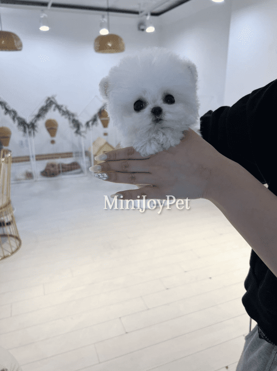 Korean micro best sale teacup puppies