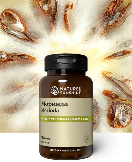 morinda-nsp