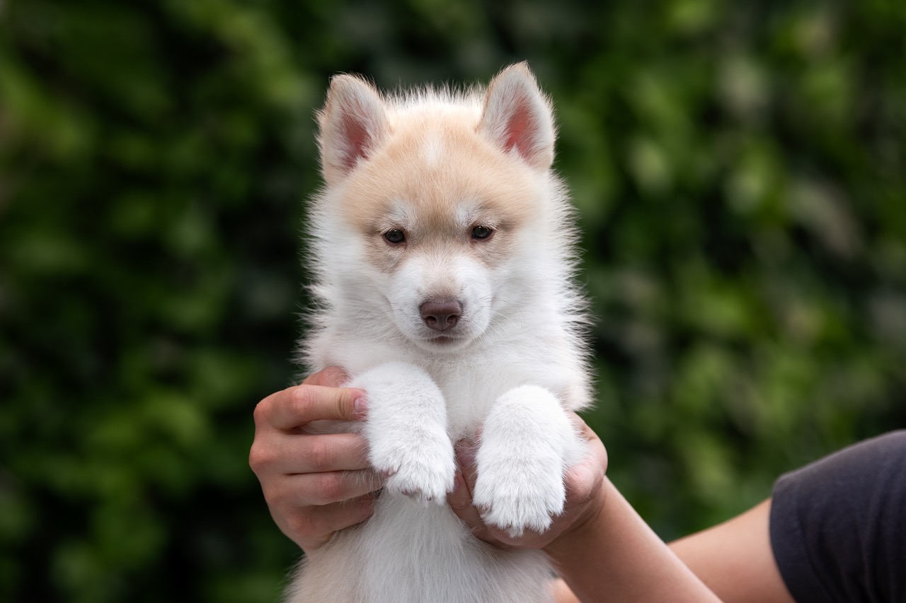 Siberian husky, puppy, boy, kennels, purebred, Hakuna Vota, Jarvis, colors, brown eyes, fawn and white, available, for sale
