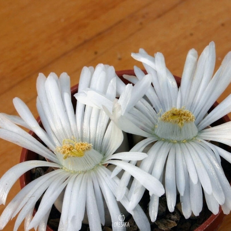 Seeds of Succulent Lithops julii ssp. fulleri (Lithops julii ssp. Fulleri) — 10 pcs