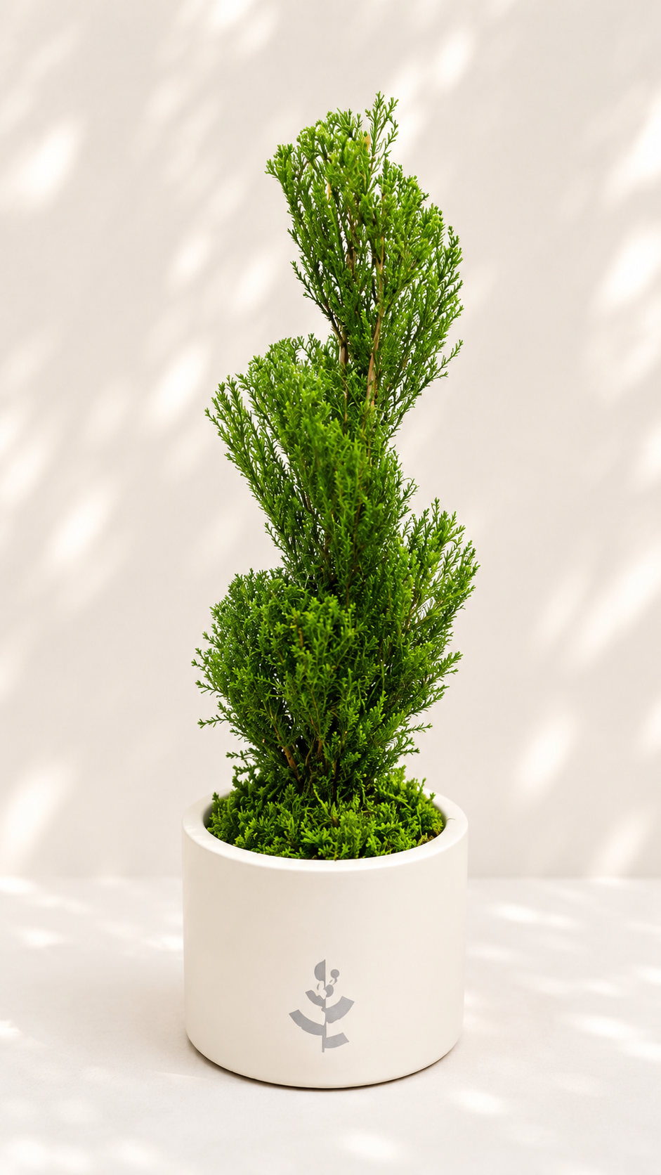 Cupressus Goldcrest