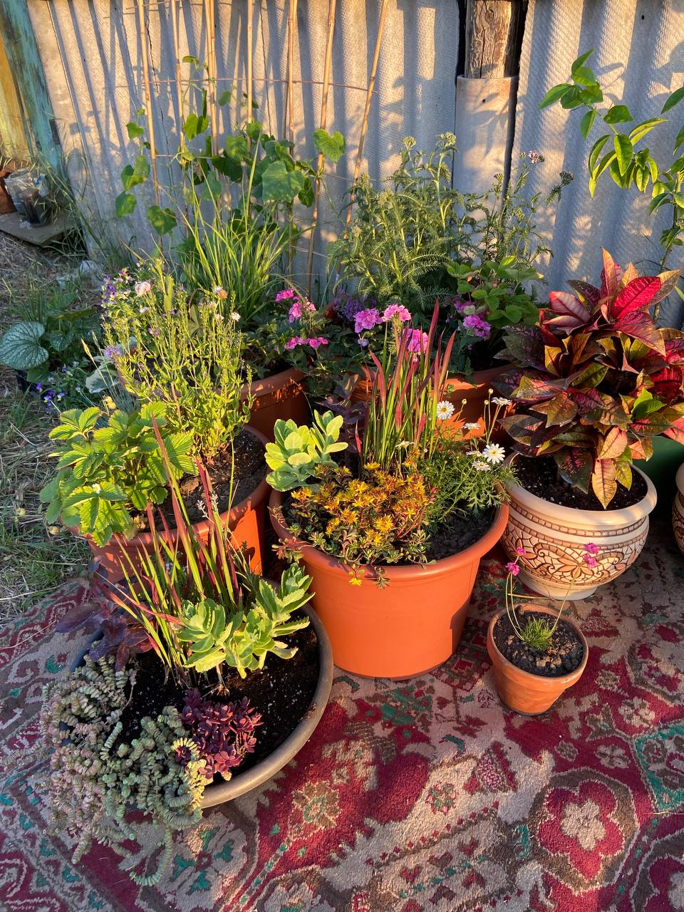 plantschool-zasteklom.ru