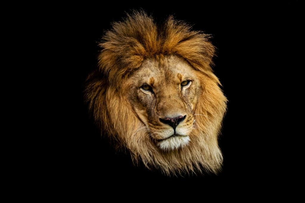 Почему лев – царь зверей