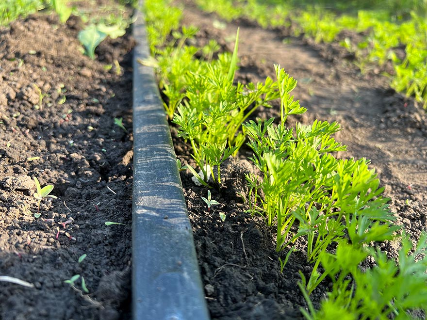 Row of young carrot seedlings growing in loose soil beside a irrigation line, illustrating indoor carrot cultivation techniques.