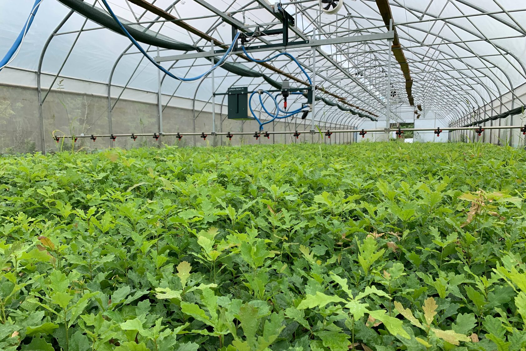 грибы в теплице