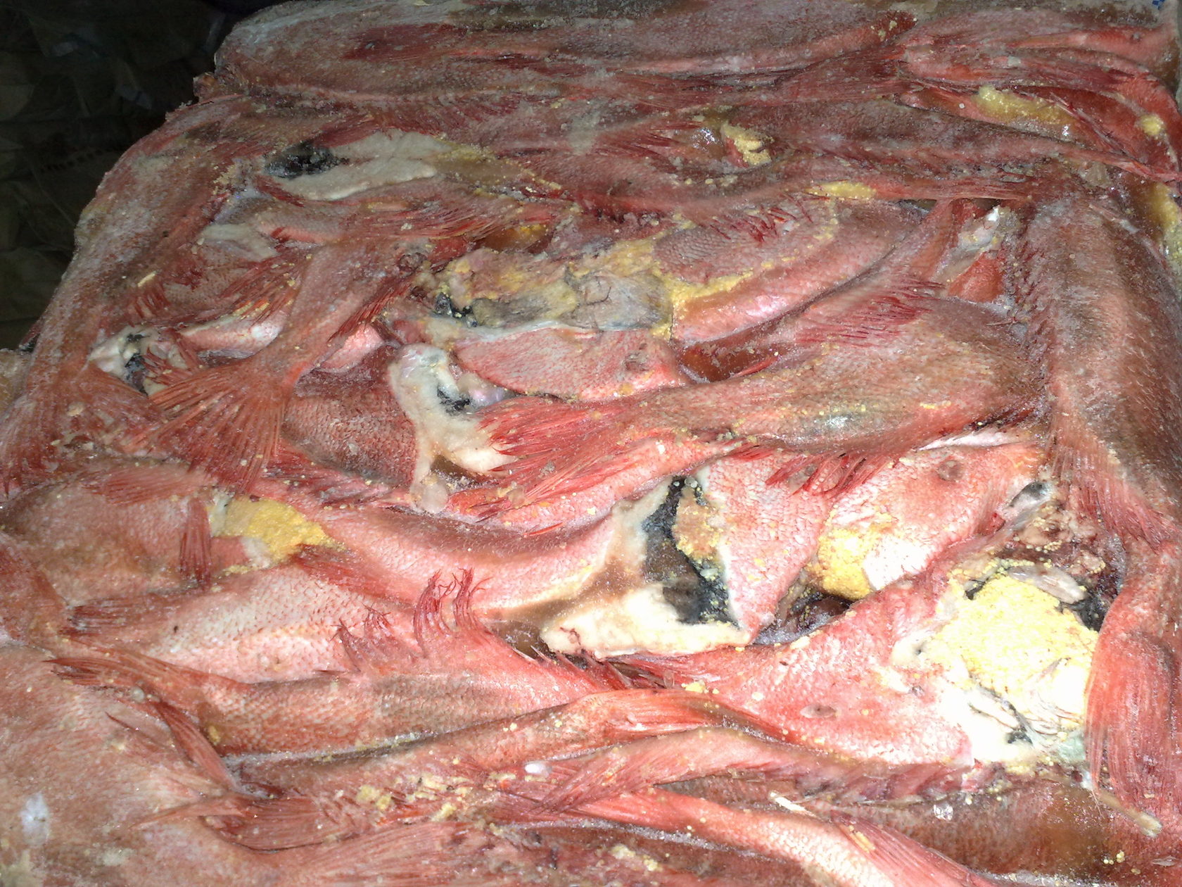 окунь свежемороженый