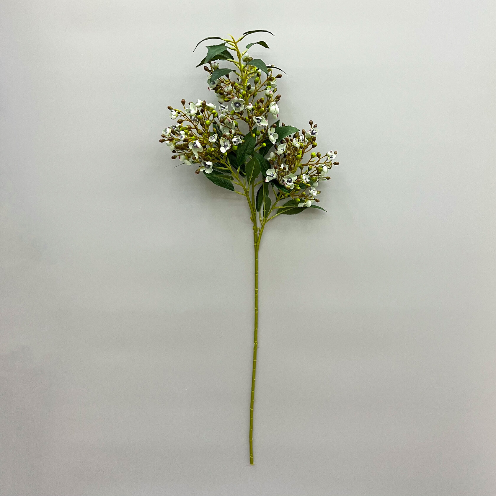 Шамелациум цветок фото
