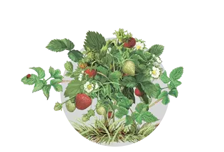 Плодовые кустарники