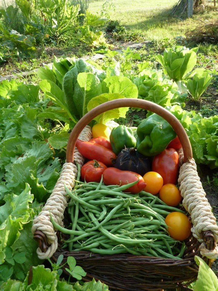 Фото огорода с грядками с овощами